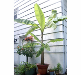 Musa paradisiaca Or Banana Tree  "1.2m-2.5m"  شجرة الموز