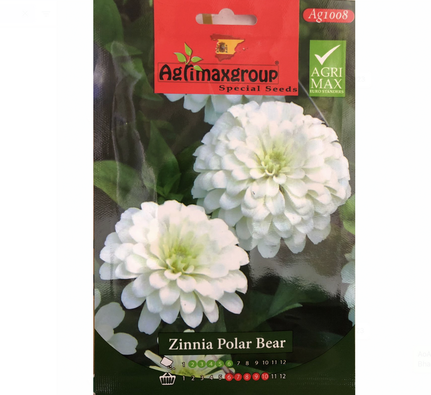 Zinnia Polar Bear Flower Seeds by Agrimax Spain