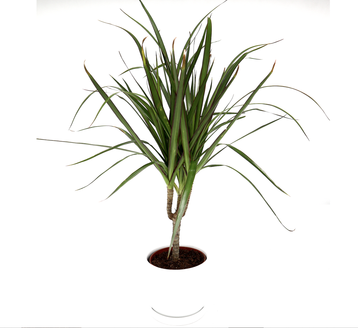 Dracaena Marginata (Crimson Dragon Tree)