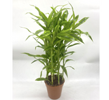 Gold Dracaena Sanderiana | Sanderiana Gold 30-35cm