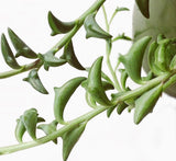 Senecio peregrinus or String of Dolphins