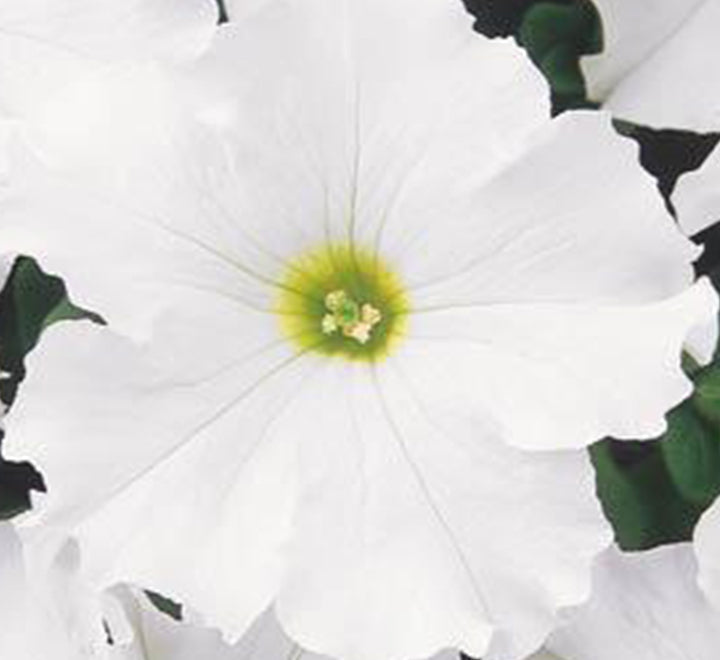 Petunia Mix Flowering Plant "Petunias"