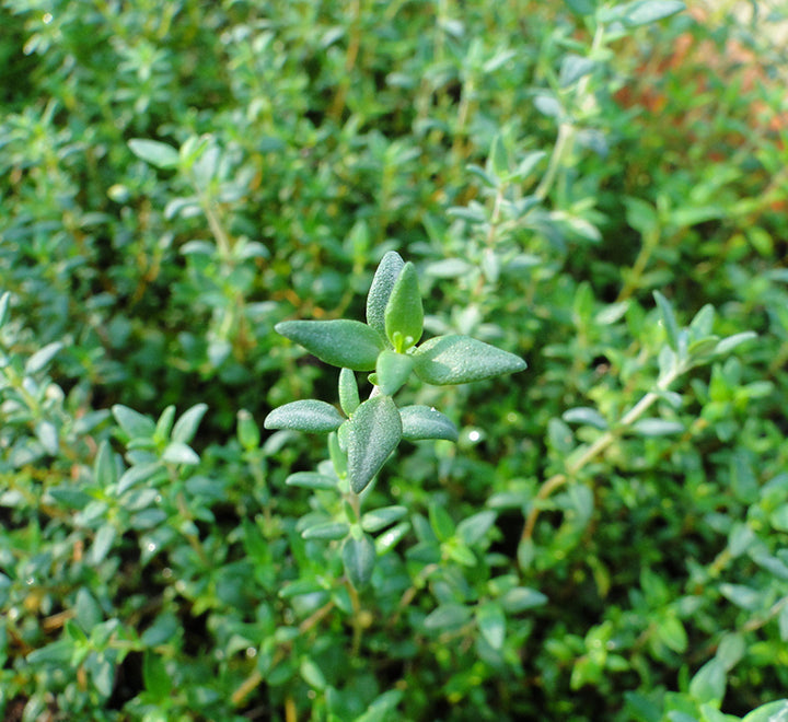 Zaatar Herb "Organic" Thyme