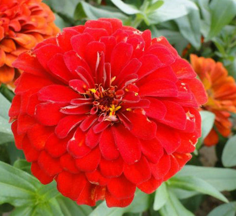 Hanging Mix Zinnia Flowers or "Zinnia"