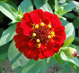 Zinnia Flowers or  "Zinnia"