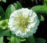 Zinnia Flowers or  "Zinnia"