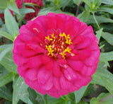 Zinnia Flowers or  "Zinnia"