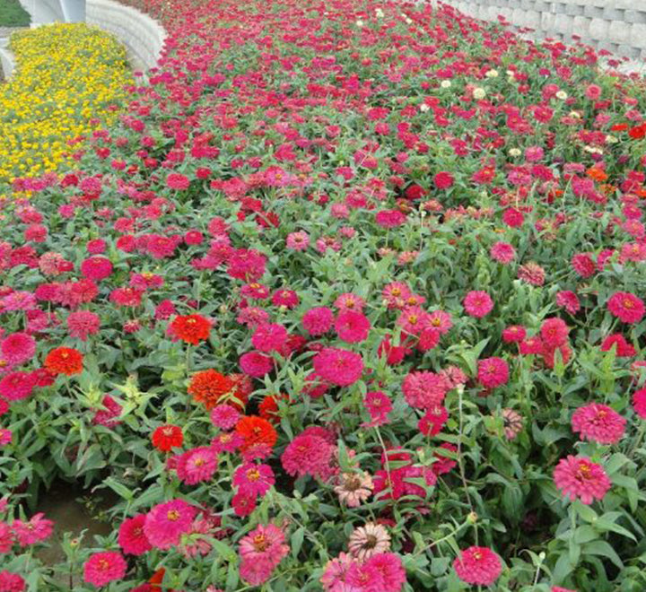 Zinnia Flowers or  "Zinnia"