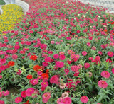 Zinnia Flowers or  "Zinnia"