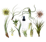 Air Plants Assorted  4-10cm