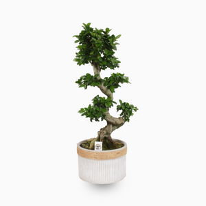 Indoor Bonsai Plants