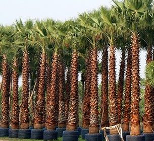 Washingtonia robusta "Mexican Fan Palm"