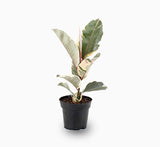 Ficus elastic "Tineke" 25 – 35cm