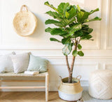 Ficus Lyrata Branched "Fiddle Leaf Fig" 1.2-1.5m