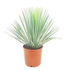 Beaked Yucca "Yucca Rostrata"