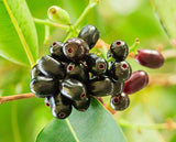 Syzygium cumini,  black-plum "jamun-jambolan"