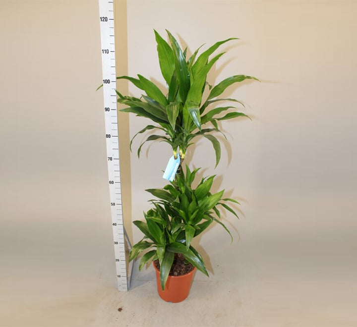 Dracaena fragrans "Janet Craig"