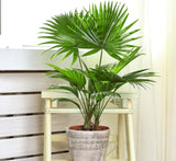 Livistona Palm | Chinese Fan palm