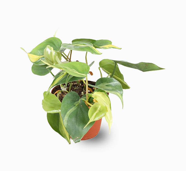 Philodendron Brasil