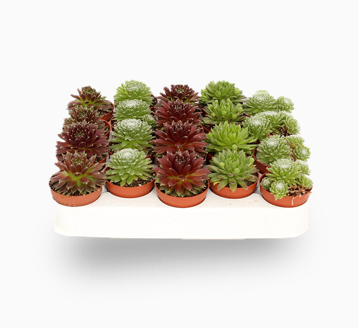 Sempervivum, Hens &amp; Chicks or Houseleeks Mini Mixed